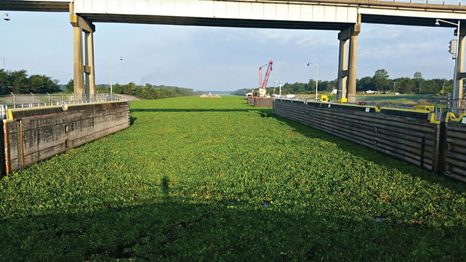 MKARNS Water Hyacinth