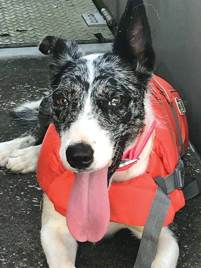 Breeze began her bird-deterence training when she was 8 months old. (Photo by Abby Korfhage, Louisville Engineer District)