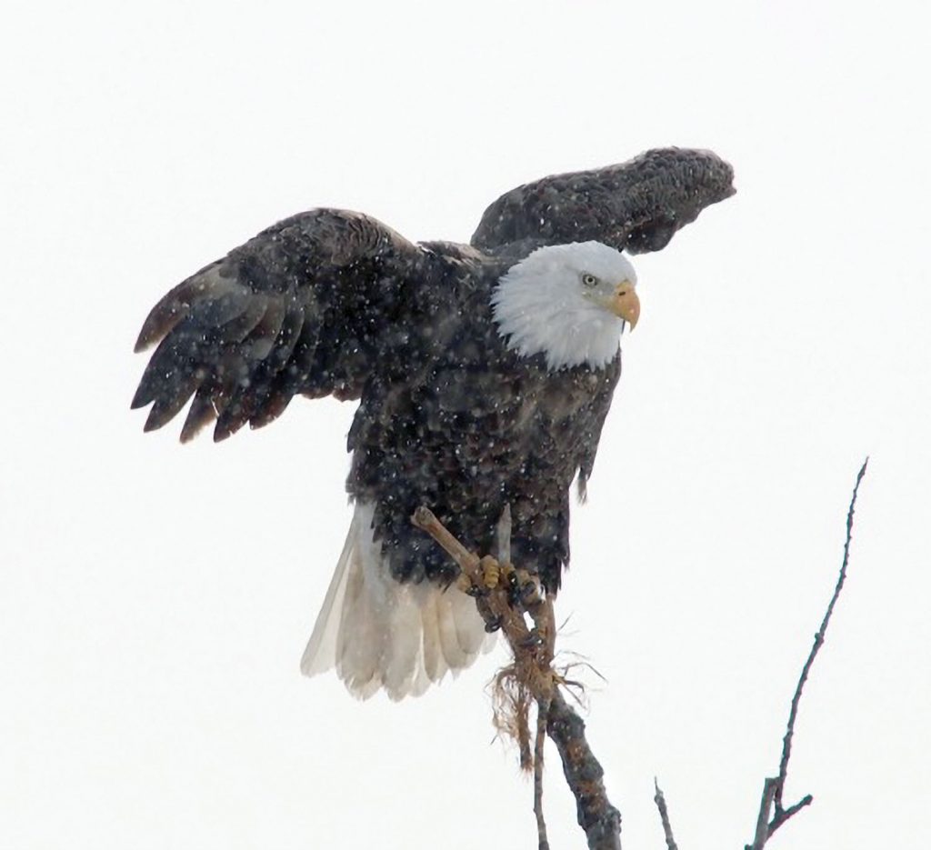 "Eagle in Snowstorm," by Michael Schwenker