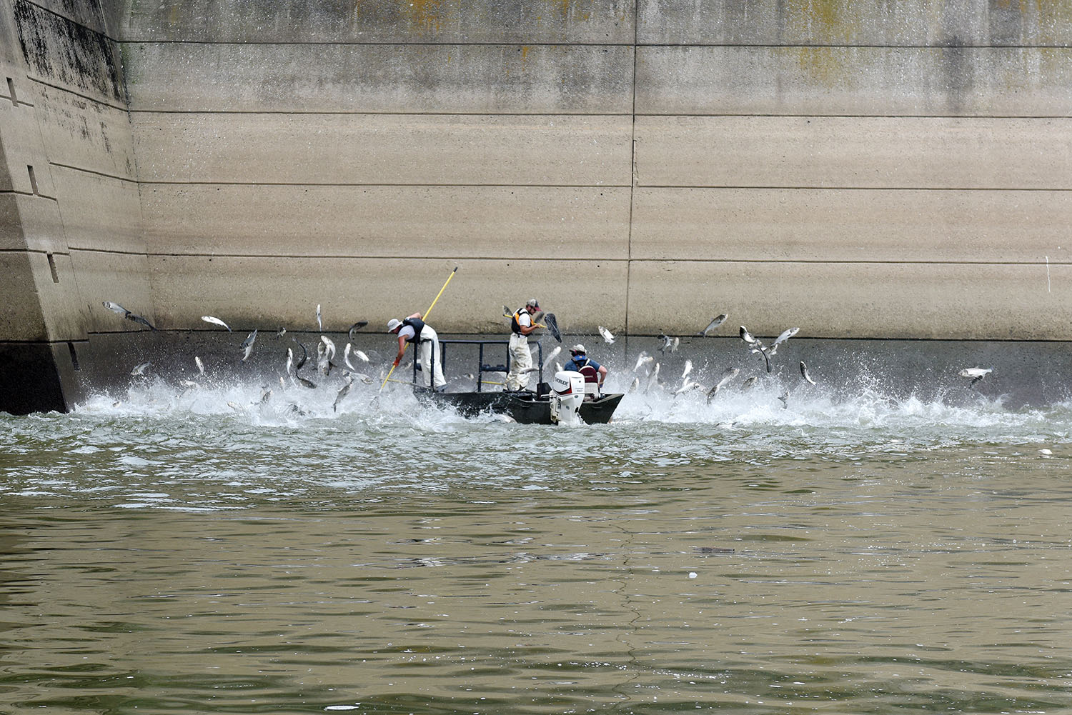 (Left to right) Josh Tompkins, fisheries biologist; Nathan Rister, fisheries technician; and Matt Combs, fisheries biologist; Kentucky Department of Fish and Wildlife Resources, demonstrate electrofishing for Asian Carp on the Cumberland River next to Barkley Dam in Grand Rivers, Ky., July 30, 2019. The U.S. Army Corps of Engineers, U.S. Fish and Wildlife Service, Kentucky Department of Fish and Wildlife Resources, U.S. Geological Survey and Tennessee Wildlife Resources Agency are collaborating on the deployment of a bio-acoustic fish fence on the downstream side of Barkley Lock as part of a test of this sound deterrent to reduce the use of the locks by Asian Carp. (Corps of Engineers photo by Leon Roberts)