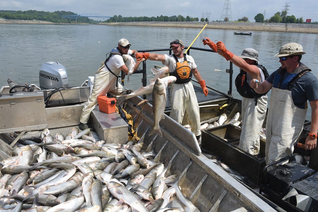 (Left to right) Nathan Rister, fisheries technician; Andrew Porterfield, fisheries technician; Josh Tompkins, fisheries biologist; and Matt Combs, fisheries biologist; Kentucky Department of Fish and Wildlife Resources, move Asian Carp from the electrofishing boat into the chase boat below Barkley Dam on the Cumberland River in Grand Rivers, Ky., July 30, 2019. The U.S. Army Corps of Engineers, U.S. Fish and Wildlife Service, Kentucky Department of Fish and Wildlife Resources, U.S. Geological Survey and Tennessee Wildlife Resources Agency are collaborating on the deployment of a bio-acoustic fish fence on the downstream side of Barkley Lock as part of a test of this sound deterrent to reduce the use of the locks by Asian Carp. (Corps of Engineers photo by Leon Roberts)