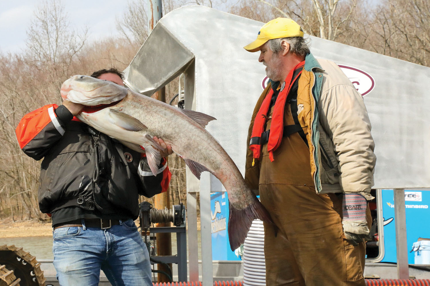 An Asian carp pulled out of Kentucky Lake. (Photo courtesy of Lee McClellan, Kentucky Department of Fish and Wildlife Resources)