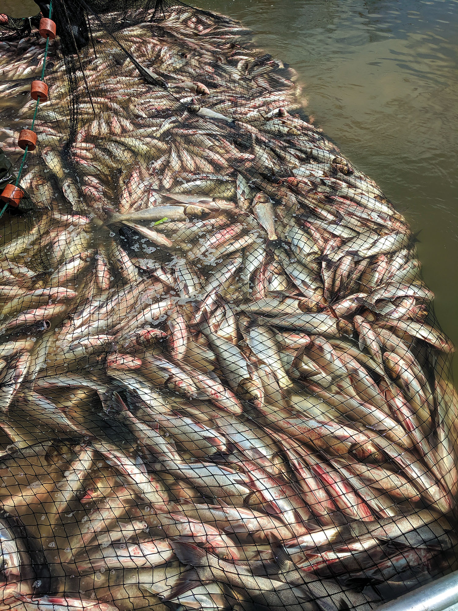 Silver carp, a variety of Asian carp, are hauled in a seine at Kentucky Lake’s Pisgah Bay, part of an experimental test of the haul seining or beach seining method. (Photo courtesy of Robbins Fishery)