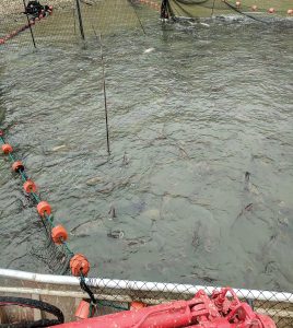 Asian carp are captured in a seine at Pisgah Bay. (Photo courtesy of Robbins Fishery)