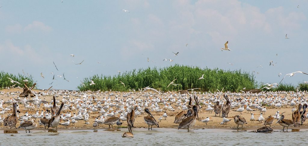 Many species of nesting birds take advantage of the newly created Gunn Island. (Photo by P.J. Hahn)