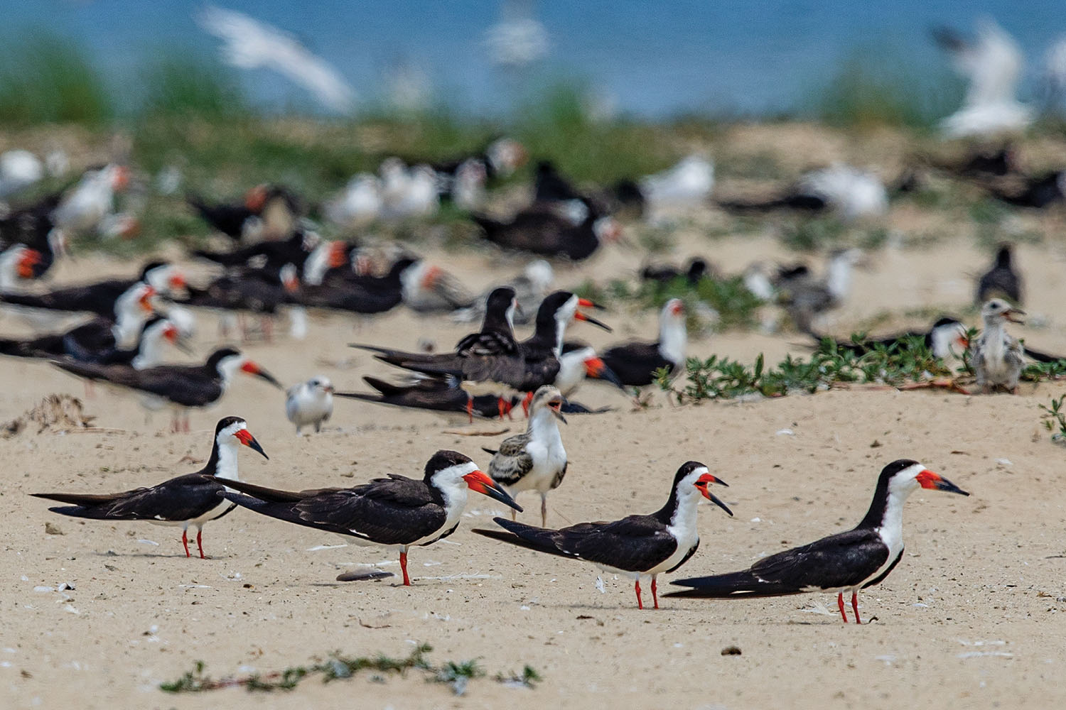 Gunn Island, built 8 feet high, provides more secure habitat than some of the nearby islands. (Photo by P.J. Hahn)