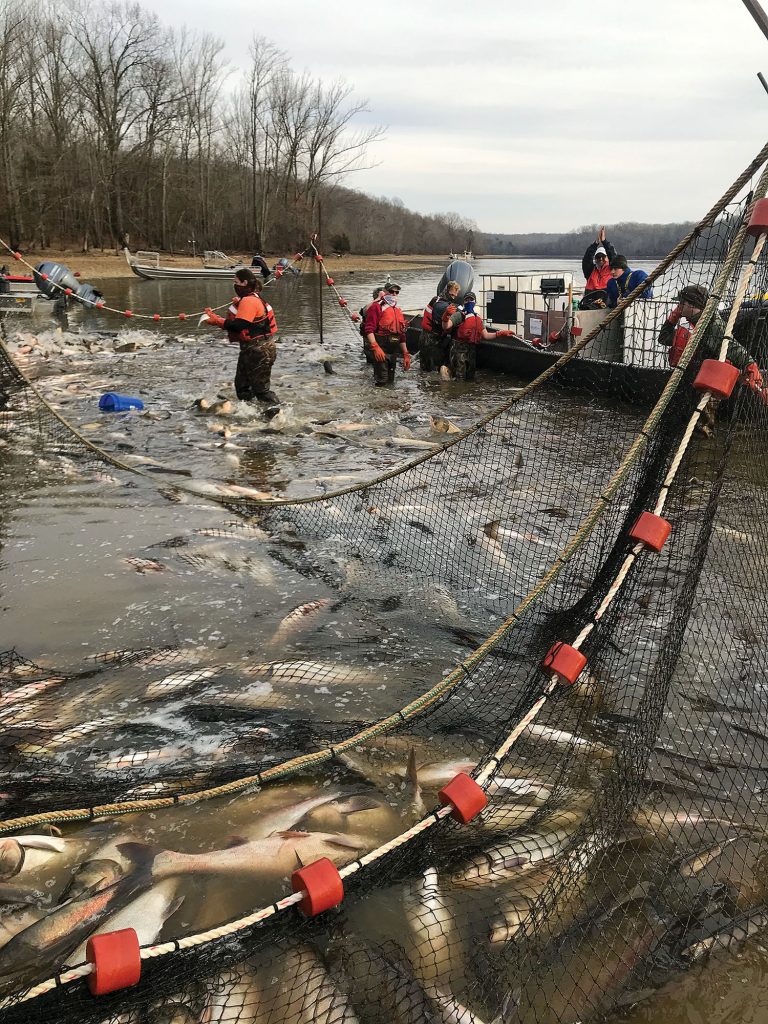 U.S. Geological Survey researchers haul in a net full of Asian carp in January at Pisgah Bay on Kentucky Lake. (Photo courtesy of the U.S. Geological Survey)