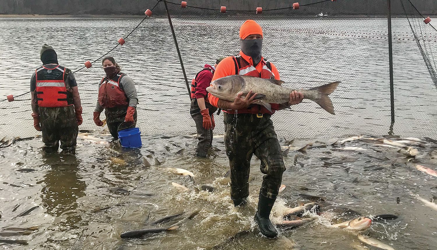 Jesse Fischer carries a bighead carp, one of four species of the invasive Asian carp, during USGS experiments in Kentucky Lake’s Pisgah bay. The bighead carp are far less populous than the silver carp, which were most of what were netted during the research. Part of the work involves a depletion study to determine Asian carp populations in the studied bays. (Photo courtesy of U.S. Geological Survey)