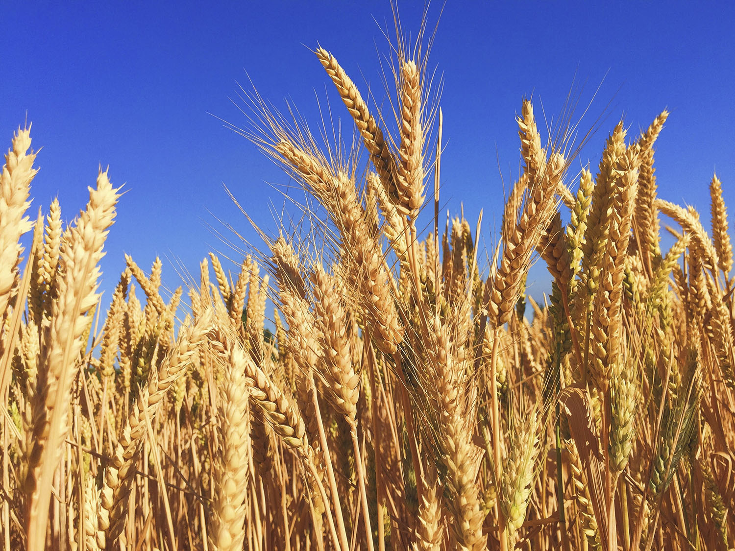Wheat (photo by Melissa Askew, Unsplash)