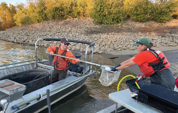 Lock Closures Allow Continued Asian Carp Deterrent Research