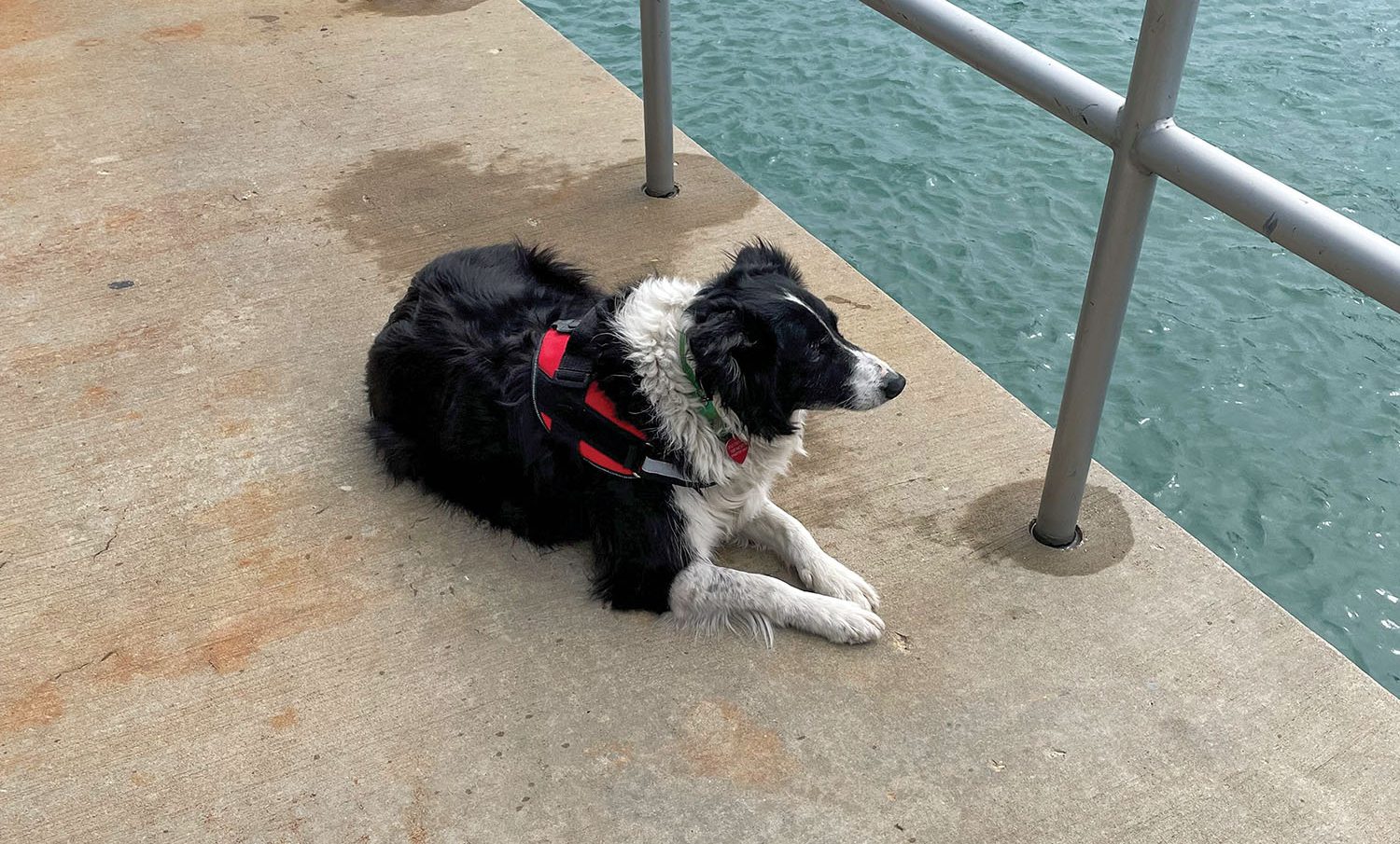 Ellie is an 8-year-old border collie who works as the “bird dispersal specialist” for both the Chicago and Tulsa engineer districts. (Photos courtesy of the Chicago Engineer District)