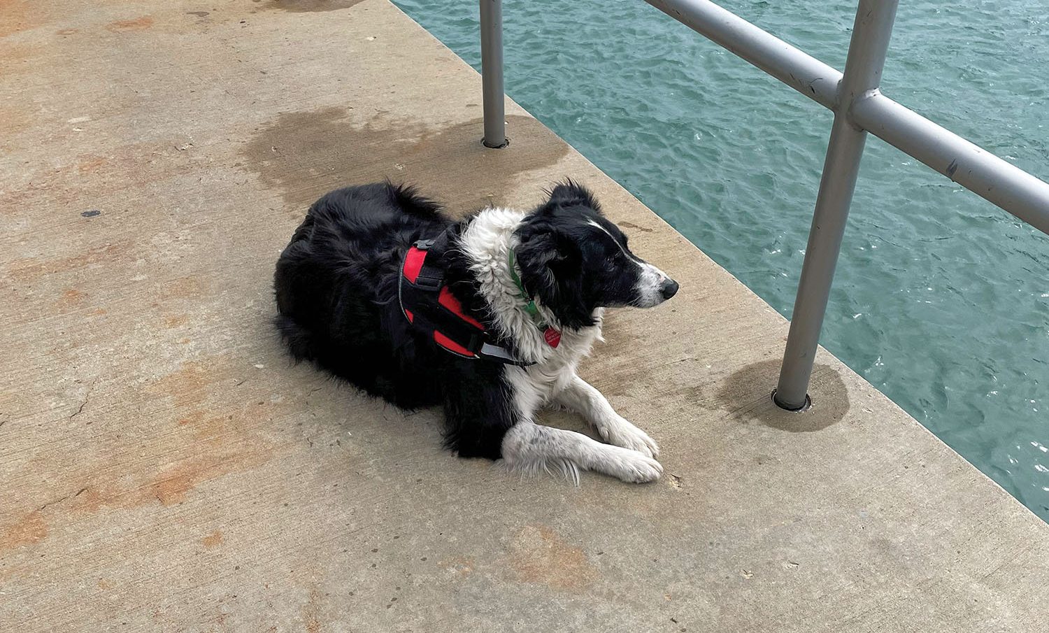 Border Collie Scares Birds Away From Two Locks