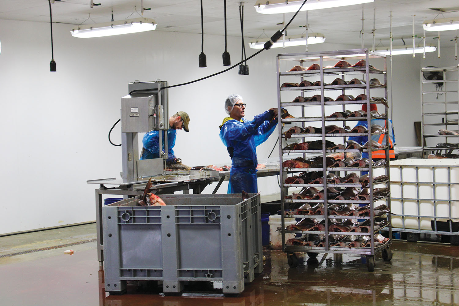 Employees at Two Rivers Fisheries clean Asian carp in preparation for freezing it and shipping it overseas where it can be made into products for human consumption. (Photo by Shelley Byrne)